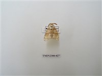 藏品(波斑毒蛾)的圖片